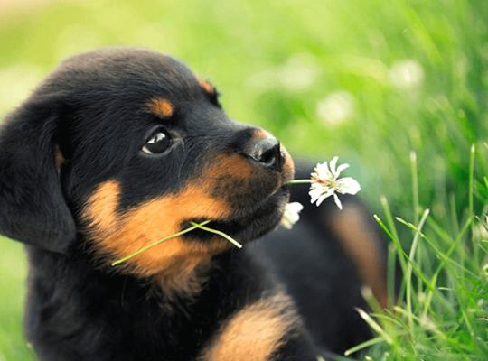 Rottweiler Breeder Pair