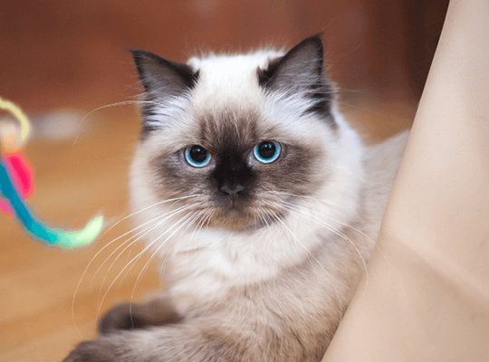 Breeder Ragdolls White cat