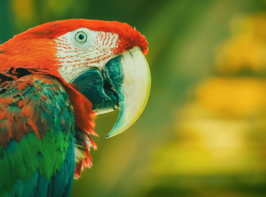 Macaw female with DNA